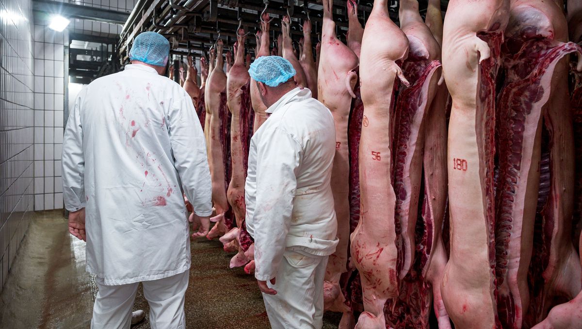 Deux syndicalistes violemment agressés dans la chambre froide d&rsquo;un abattoir breton. (FranceBleu.fr – 04/10/23)