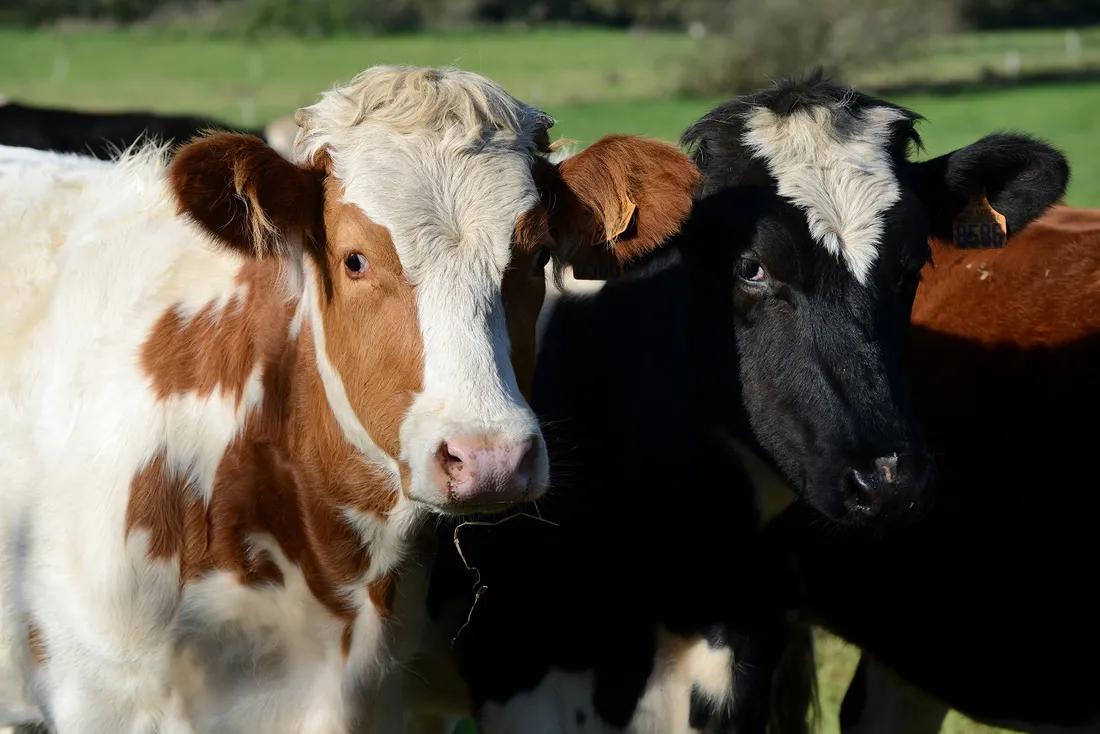 Agriculture. Que dit exactement le prochain accord Mercosur ? (HitWest-15/11/24)