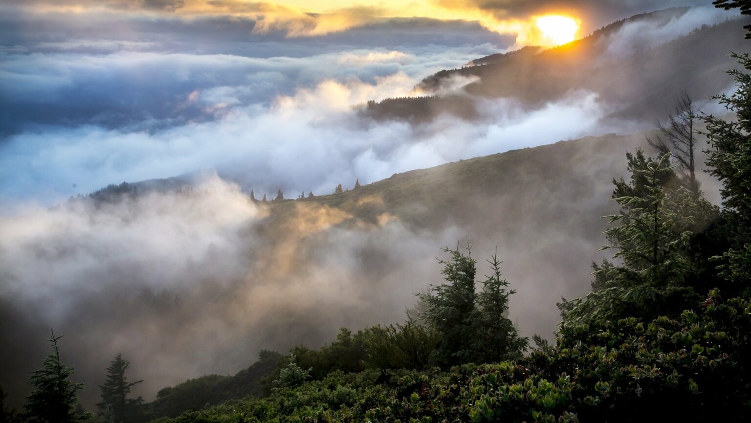 COP16 de la biodiversité : le moment est à la paix avec la nature (LI.fr-1/11/24)